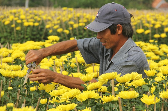 Cận Tết: Vựa hoa cúc đại đóa lớn nhất Phú Yên nhộn nhịp xuất hàng - 3 Cận Tết: Vựa hoa cúc đại đóa lớn nhất Phú Yên nhộn nhịp xuất hàng - 3