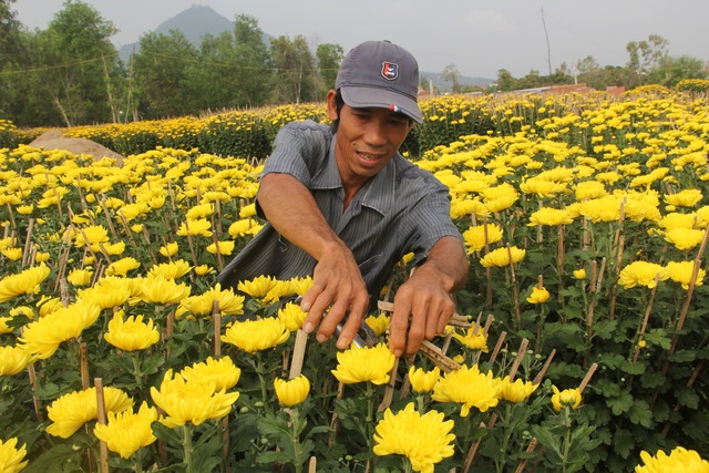 Cận Tết: Vựa hoa cúc đại đóa lớn nhất Phú Yên nhộn nhịp xuất hàng - 4 Cận Tết: Vựa hoa cúc đại đóa lớn nhất Phú Yên nhộn nhịp xuất hàng - 4