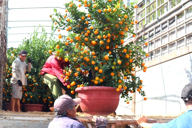 “Thủ phủ” quất cảnh Hội An rộn ràng xuống phố - 7 “Thủ phủ” quất cảnh Hội An rộn ràng xuống phố - 7