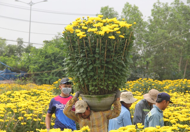 Cận Tết: Vựa hoa cúc đại đóa lớn nhất Phú Yên nhộn nhịp xuất hàng - 5 Cận Tết: Vựa hoa cúc đại đóa lớn nhất Phú Yên nhộn nhịp xuất hàng - 5