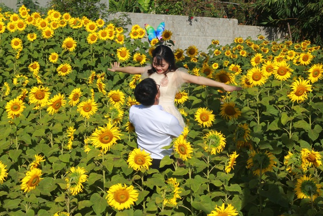 Mãn nhãn với vườn “hoa mặt trời” trên Cao Nguyên - 4 Mãn nhãn với vườn “hoa mặt trời” trên Cao Nguyên - 4