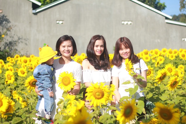 Mãn nhãn với vườn “hoa mặt trời” trên Cao Nguyên - 5 Mãn nhãn với vườn “hoa mặt trời” trên Cao Nguyên - 5