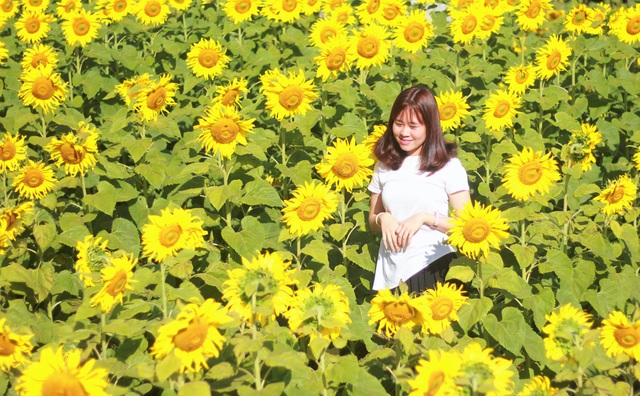 Mãn nhãn với vườn “hoa mặt trời” trên Cao Nguyên - 1 Mãn nhãn với vườn “hoa mặt trời” trên Cao Nguyên - 1