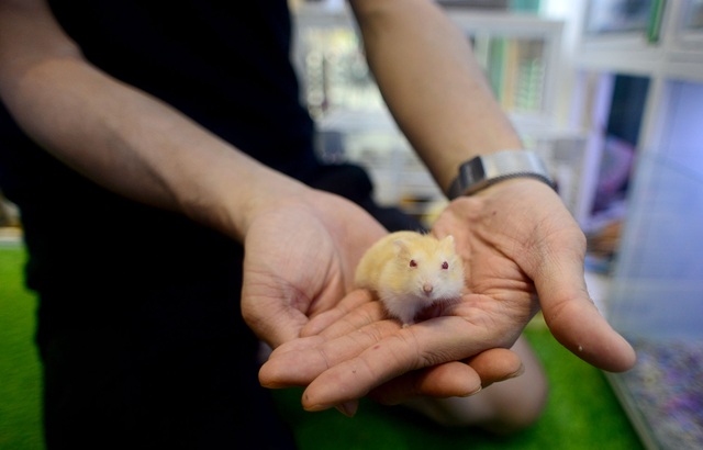Chuột Hamster “cháy hàng”.jpg