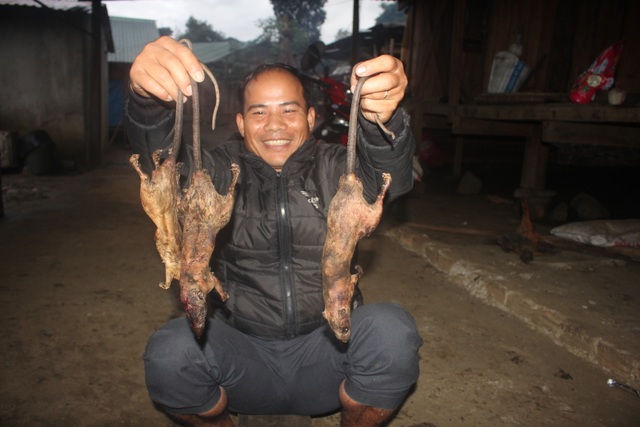 Lên cổng trời Ngọc Linh săn “chuột quý tộc” - 3 Lên cổng trời Ngọc Linh săn “chuột quý tộc” - 3