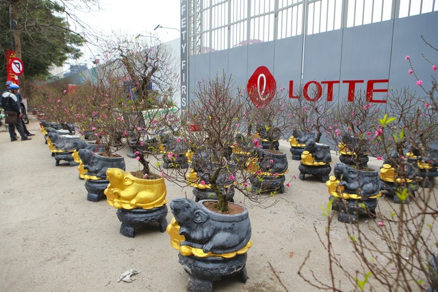 Độc đáo “chuột đá cõng đào bonsai” giá bạc triệu hút khách dịp tết - 1 Độc đáo “chuột đá cõng đào bonsai” giá bạc triệu hút khách dịp tết - 1