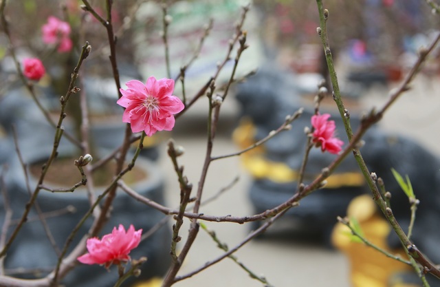 Độc đáo “chuột đá cõng đào bonsai” giá bạc triệu hút khách dịp tết - 10 Độc đáo “chuột đá cõng đào bonsai” giá bạc triệu hút khách dịp tết - 10