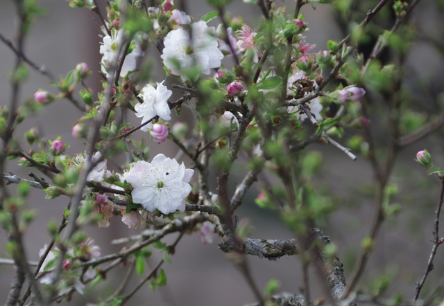 Mai đá Lào Cai đổ bộ Hà Nội giá nghìn đô một gốc - 5 Mai đá Lào Cai đổ bộ Hà Nội giá nghìn đô một gốc - 5
