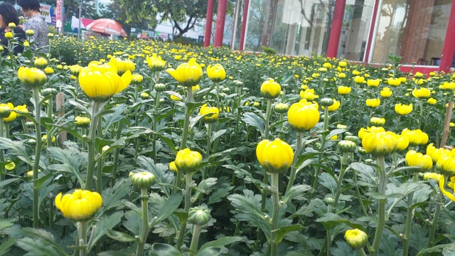 cuc-da-nang-1579338023118.jpg