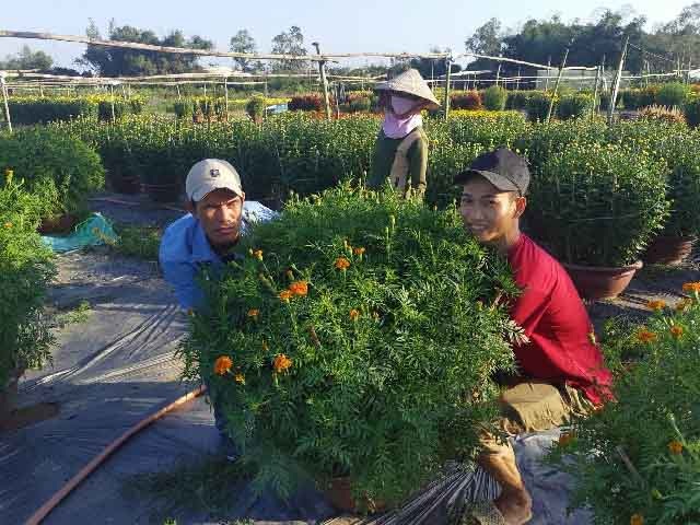 Đà Nẵng: Làng Nhơn Thọ ăn Tết to do bán hoa đắt hàng - 6 Đà Nẵng: Làng Nhơn Thọ ăn Tết to do bán hoa đắt hàng - 6