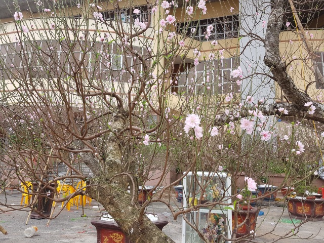 Ngắm những gốc đào thế “siêu to khổng lồ” giá cả trăm triệu đồng chơi Tết - 8 Ngắm những gốc đào thế “siêu to khổng lồ” giá cả trăm triệu đồng chơi Tết - 8