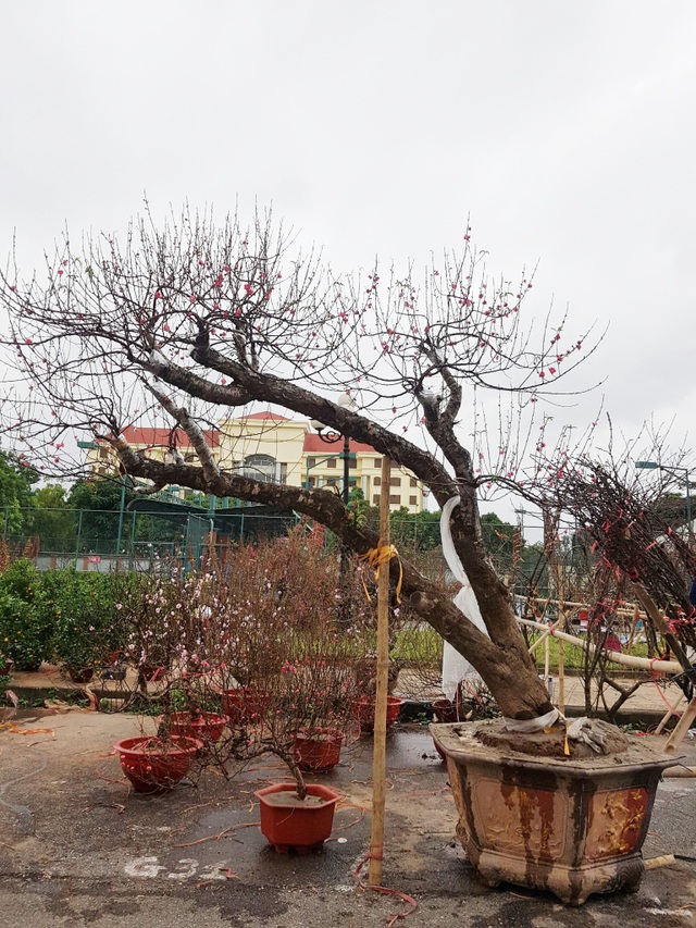 Ngắm những gốc đào thế “siêu to khổng lồ” giá cả trăm triệu đồng chơi Tết - 13 Ngắm những gốc đào thế “siêu to khổng lồ” giá cả trăm triệu đồng chơi Tết - 13