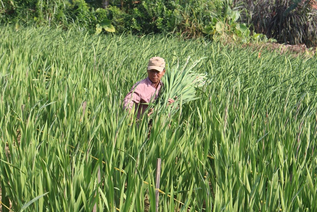 Cho hoa ngủ đông đợi Tết - 1 Cho hoa ngủ đông đợi Tết - 1