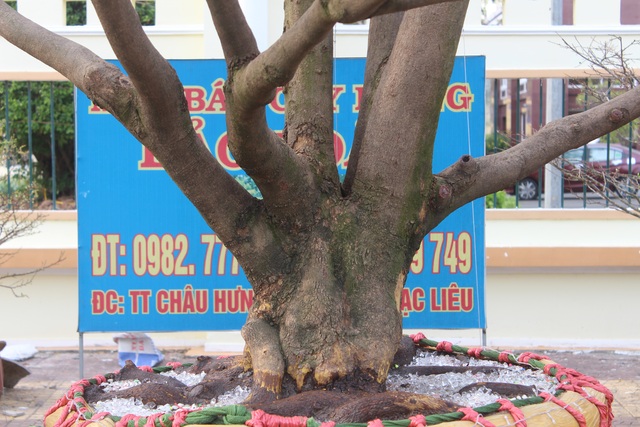 “Lão” mai vàng 90 năm tuổi được rao bán 1 tỷ đồng ở xứ “Công tử Bạc Liêu” - 3 “Lão” mai vàng 90 năm tuổi được rao bán 1 tỷ đồng ở xứ “Công tử Bạc Liêu” - 3