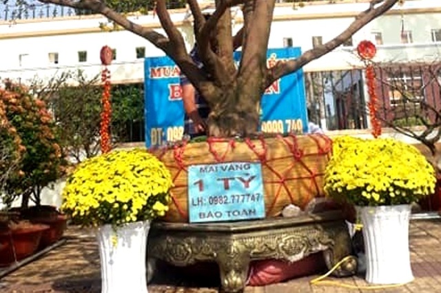 “Lão” mai vàng 90 năm tuổi được rao bán 1 tỷ đồng ở xứ “Công tử Bạc Liêu” - 6 “Lão” mai vàng 90 năm tuổi được rao bán 1 tỷ đồng ở xứ “Công tử Bạc Liêu” - 6
