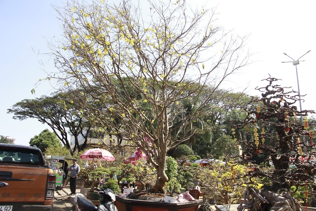 Cận cảnh cây khế “vàng” khách trả 300 triệu, chủ nhất định không bán - 6 Cận cảnh cây khế “vàng” khách trả 300 triệu, chủ nhất định không bán - 6