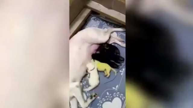 Chú chó sinh ra đã có bộ lông màu vàng chanh