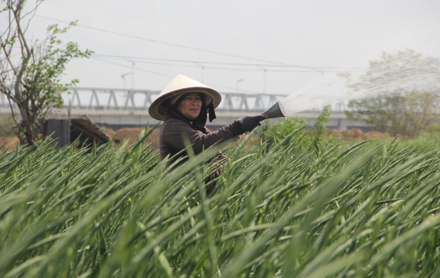 Phú Yên: Giá hoa lay ơn “rẻ bèo” khiến nông dân lo lắng ngày giáp Tết - 7 Phú Yên: Giá hoa lay ơn “rẻ bèo” khiến nông dân lo lắng ngày giáp Tết - 7