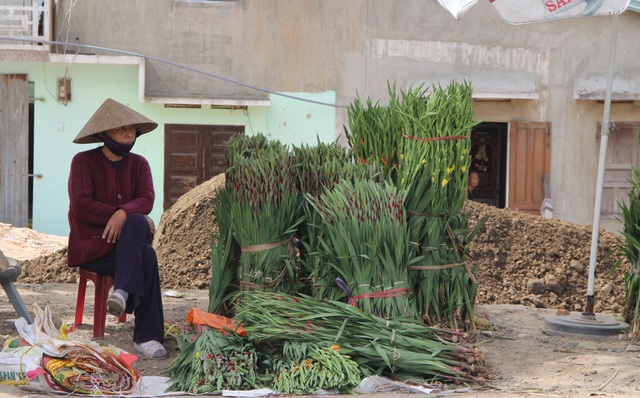 Phú Yên: Giá hoa lay ơn “rẻ bèo” khiến nông dân lo lắng ngày giáp Tết - 10 Phú Yên: Giá hoa lay ơn “rẻ bèo” khiến nông dân lo lắng ngày giáp Tết - 10