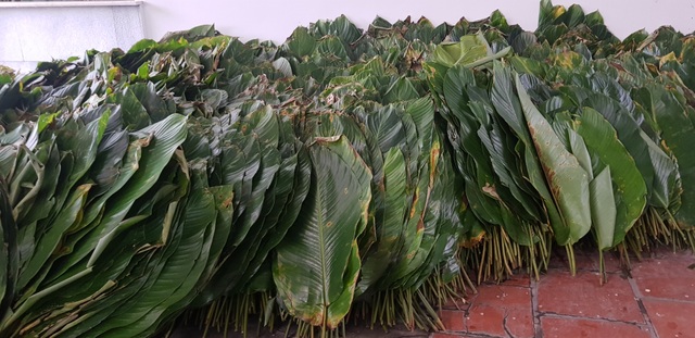 Xuyên rừng hái lá dong, kiếm tiền triệu dịp Tết - 9 Xuyên rừng hái lá dong, kiếm tiền triệu dịp Tết - 9