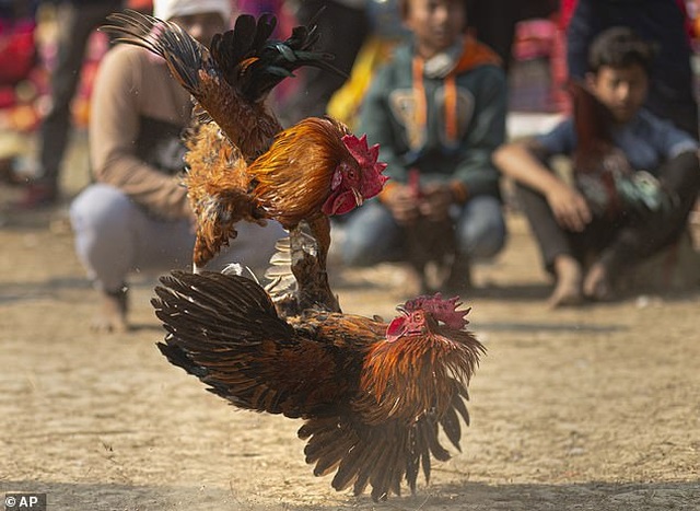 Ấn Độ: Người đàn ông thiệt mạng vì xem chọi gà