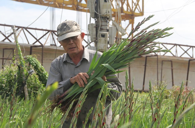 Phú Yên: Giá hoa lay ơn “rẻ bèo” khiến nông dân lo lắng ngày giáp Tết - 5 Phú Yên: Giá hoa lay ơn “rẻ bèo” khiến nông dân lo lắng ngày giáp Tết - 5