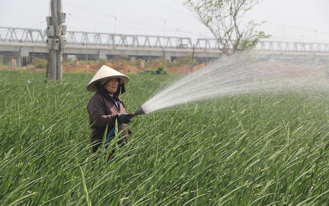 Phú Yên: Giá hoa lay ơn “rẻ bèo” khiến nông dân lo lắng ngày giáp Tết - 6 Phú Yên: Giá hoa lay ơn “rẻ bèo” khiến nông dân lo lắng ngày giáp Tết - 6