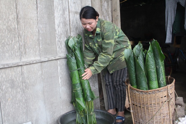 Xuyên rừng hái lá dong, kiếm tiền triệu dịp Tết - 3 Xuyên rừng hái lá dong, kiếm tiền triệu dịp Tết - 3