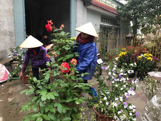 Hình ảnh người Đồng Tâm trưng đào, quất cảnh đón Tết - 1 Hình ảnh người Đồng Tâm trưng đào, quất cảnh đón Tết - 1