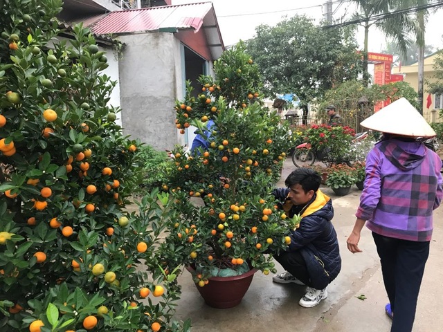 Hình ảnh người Đồng Tâm trưng đào, quất cảnh đón Tết - 4 Hình ảnh người Đồng Tâm trưng đào, quất cảnh đón Tết - 4