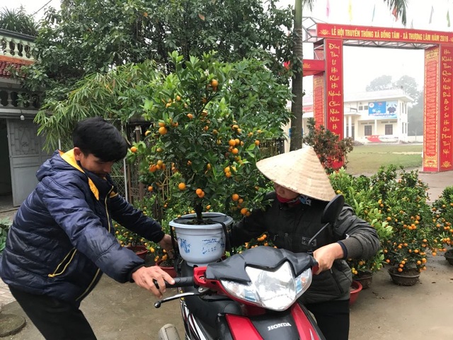 Hình ảnh người Đồng Tâm trưng đào, quất cảnh đón Tết - 11 Hình ảnh người Đồng Tâm trưng đào, quất cảnh đón Tết - 11