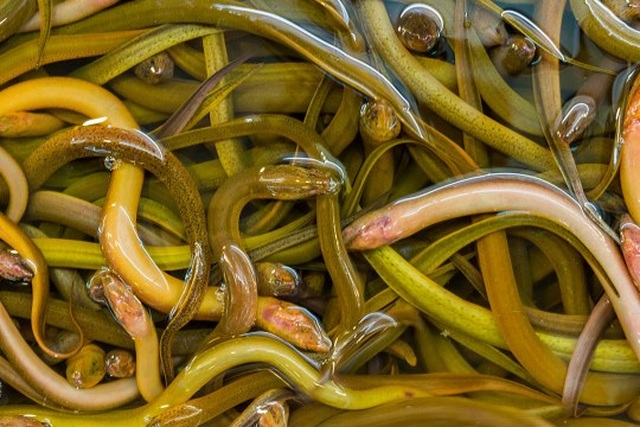 Nguy kịch vì nuốt 2 con lươn sống để chữa táo bón - Ảnh minh hoạ 4