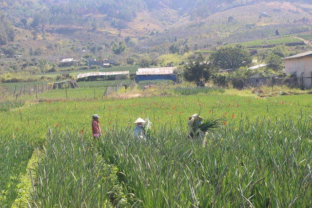 Hoa lay ơn rớt giá, nhà vườn lao đao lo mất Tết - 1 Hoa lay ơn rớt giá, nhà vườn lao đao lo mất Tết - 1
