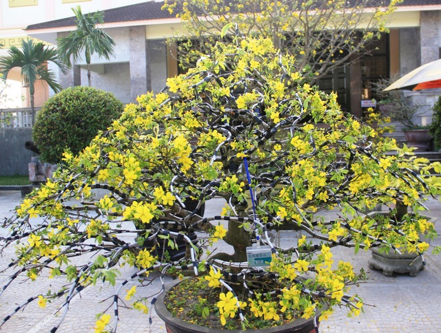 mai-vang-1-1579486060082.jpg