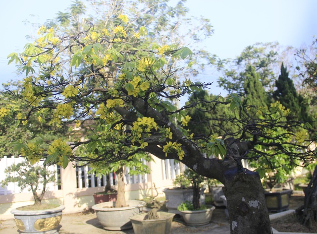 mai-vang-9-1579486059484.jpg