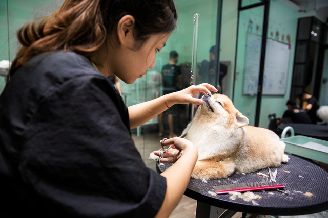 Rút hầu bao tiền triệu để làm đẹp cho thú cưng đón Tết - 6 Rút hầu bao tiền triệu để làm đẹp cho thú cưng đón Tết - 6