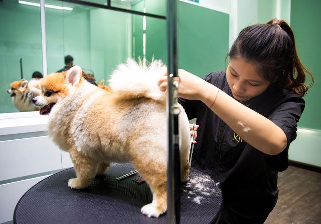 Rút hầu bao tiền triệu để làm đẹp cho thú cưng đón Tết - 5 Rút hầu bao tiền triệu để làm đẹp cho thú cưng đón Tết - 5