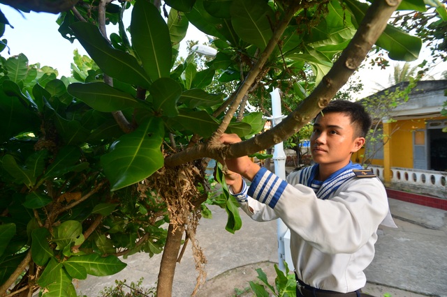 Bánh chưng gói lá bàng vuông: Đặc sản của Trường Sa - 2 Bánh chưng gói lá bàng vuông: Đặc sản của Trường Sa - 2