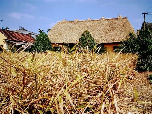 Mê mẩn với vẻ đẹp mộc mạc của ngôi nhà mái rạ ở miền quê gạo tám - 9 Mê mẩn với vẻ đẹp mộc mạc của ngôi nhà mái rạ ở miền quê gạo tám - 9