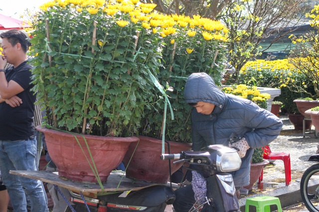 Xe ôm kiếm “bội tiền” nhờ chở hoa, cây cảnh Tết - 2 Xe ôm kiếm “bội tiền” nhờ chở hoa, cây cảnh Tết - 2