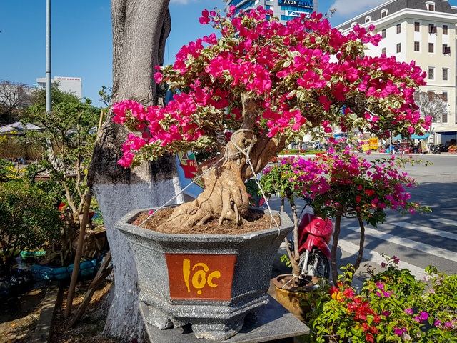 Ngắm những cây hoa giấy “khủng” có giá hàng chục triệu đồng - 5 Ngắm những cây hoa giấy “khủng” có giá hàng chục triệu đồng - 5
