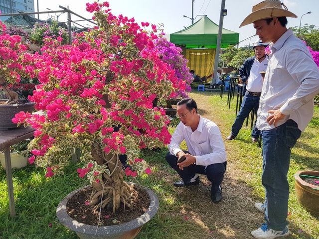 Ngắm những cây hoa giấy “khủng” có giá hàng chục triệu đồng - 6 Ngắm những cây hoa giấy “khủng” có giá hàng chục triệu đồng - 6