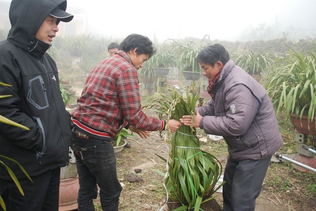 Lên Sa Pa kiếm địa lan Trần Mộng về trưng tết - 4 Lên Sa Pa kiếm địa lan Trần Mộng về trưng tết - 4