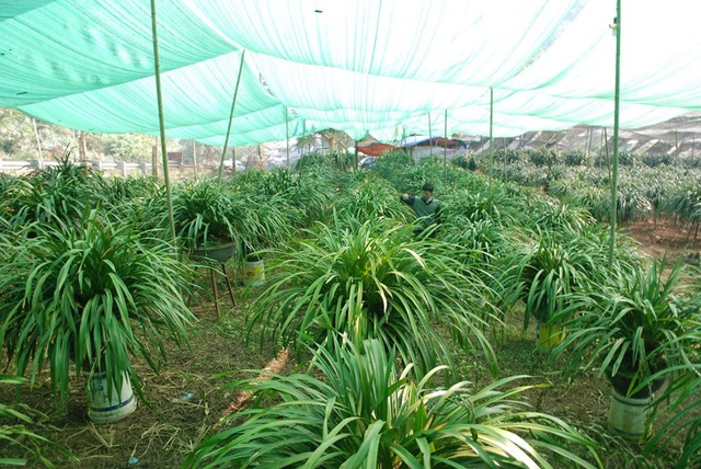Lên Sa Pa kiếm địa lan Trần Mộng về trưng tết - 3 Lên Sa Pa kiếm địa lan Trần Mộng về trưng tết - 3