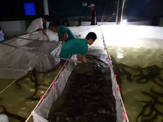 Quảng Bình: Kiếm tiềm tỷ nhờ nuôi cá chình trên cát trắng - 4 Quảng Bình: Kiếm tiềm tỷ nhờ nuôi cá chình trên cát trắng - 4
