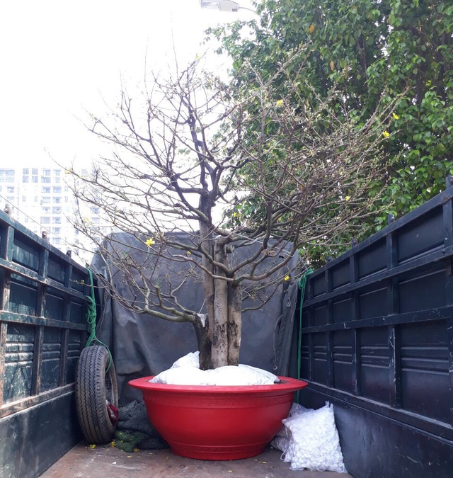 Kiếm cả trăm triệu đồng nhờ giao hoa mai dịp Tết - 6 Kiếm cả trăm triệu đồng nhờ giao hoa mai dịp Tết - 6
