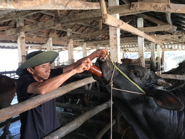 Hàng trăm con bò ngã bệnh, cả xã mất Tết - 3 Hàng trăm con bò ngã bệnh, cả xã mất Tết - 3