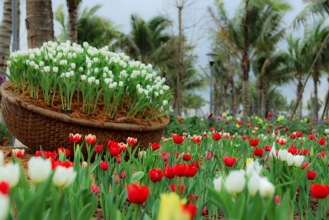 Thành phố Hải Dương lần đầu tiên có lễ hội ngàn hoa - Ảnh minh hoạ 2