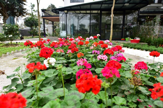 Bỏ “đất vàng” phố cổ, vợ chồng U70 chi bạc tỷ về ngoại ô nuôi cá, trồng rau - 3 Bỏ “đất vàng” phố cổ, vợ chồng U70 chi bạc tỷ về ngoại ô nuôi cá, trồng rau - 3