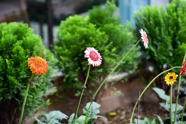Bỏ “đất vàng” phố cổ, vợ chồng U70 chi bạc tỷ về ngoại ô nuôi cá, trồng rau - 16 Bỏ “đất vàng” phố cổ, vợ chồng U70 chi bạc tỷ về ngoại ô nuôi cá, trồng rau - 16